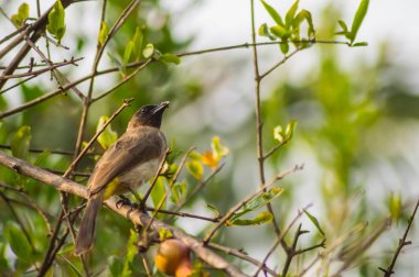 Su w kıyıları frequents oldukça küçük bir kuş