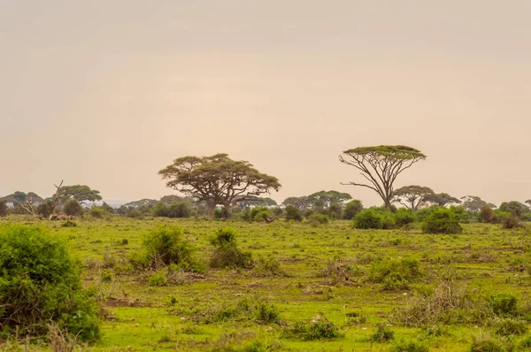 Vue d'un étang et d'une colline dans la savane du parc Amboseli — Photo