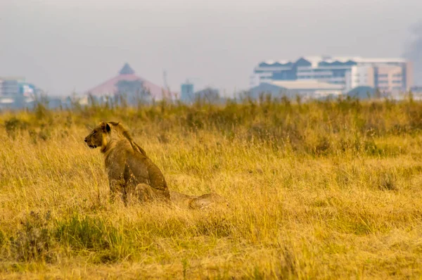 León joven y leonas en la sabana del Parque Nairobi — Foto de Stock