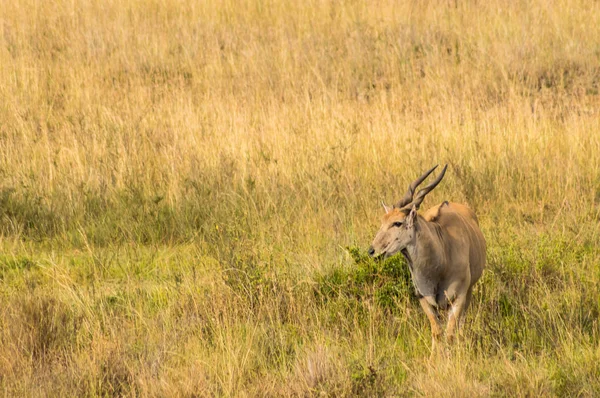 Pattern 's eland isolate in nairobi — Stockfoto