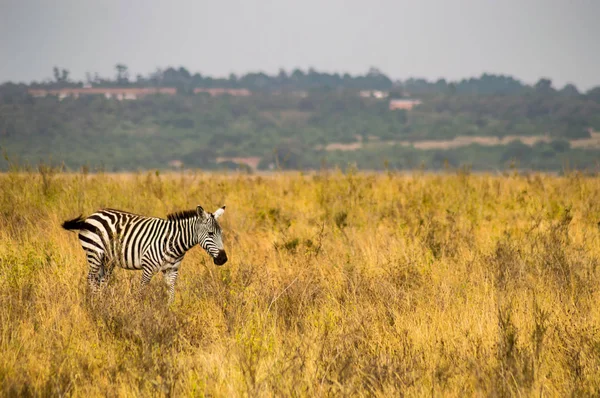 Nairobi Park savannah kırsalında izole zebra — Stok fotoğraf