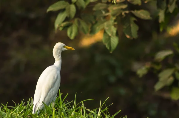 Egret branco ao longo de uma floresta — Fotografia de Stock