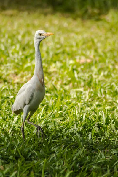 Fehér egret az erdő mentén — Stock Fotó