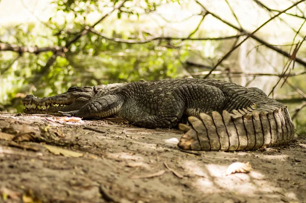 Un coccodrillo crogiola nel calore del Gambia , — Foto Stock