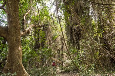 Dense rainforest with a small path,