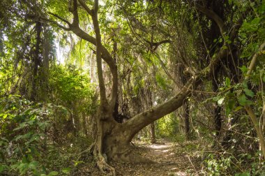 Dense rainforest with a small path
