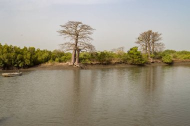 Lamin, Gambiya yakınlarındaki Mangrove bölgesinde baobab var.