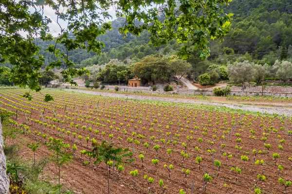 Field Rows Vines Countryside Island Palma Mallorca Spain — Stock Photo, Image