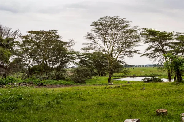 Paisaje Con Elefante Africano Parque Nacional Amboseli Kenia — Foto de Stock