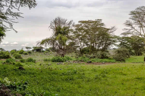 เขตร อนแอฟร กาในอ ทยานแห งชาต Amboseli ในเคนย — ภาพถ่ายสต็อก
