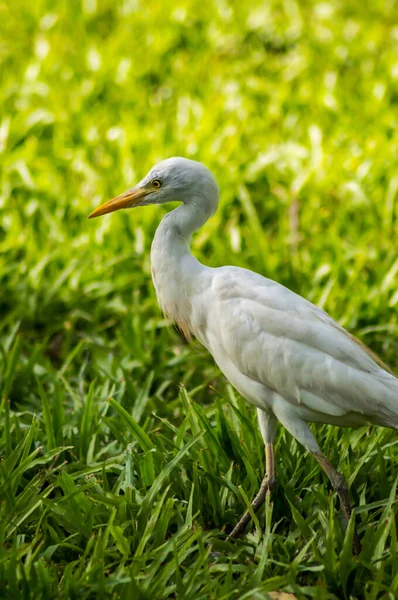 Fehér Egret Mentén Erdő Közelében Banjul Gambia — Stock Fotó