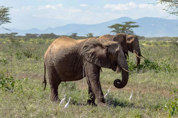 Dos Elefantes Samburu Park Ocupados Tomando Baño Piras Centro Kenia — Foto de Stock