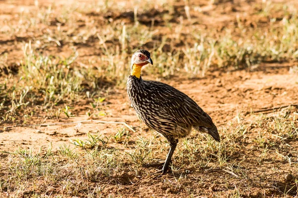 Gulhalsad Francolin Pternistis Leucoscepus Spurfowl Torrt Gräs Brown Ground Samburu — Stockfoto