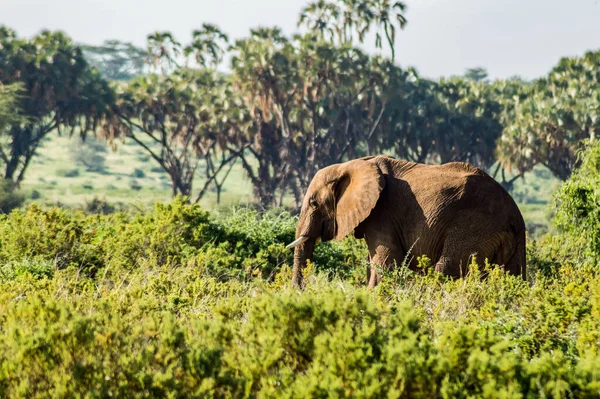 Vecchio Elefante Nella Savana Samburu Park Nel Kenya Centrale — Foto Stock
