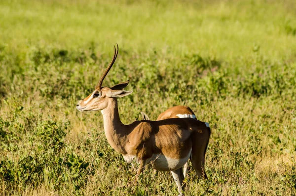 Impala Masculino Con Mirada Curiosa Sabana Del Parque Samburu Centro —  Fotos de Stock