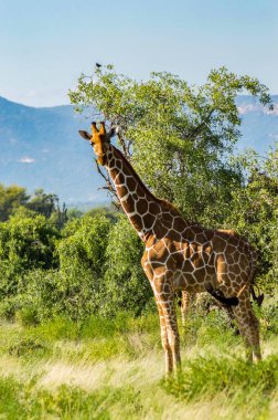 Kenya şehir merkezindeki Samburu Parkı 'ndan geçen zürafa.
