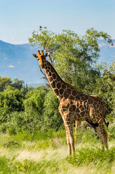Jirafa Cruzando Sendero Samburu Park Centro Kenia —  Fotos de Stock