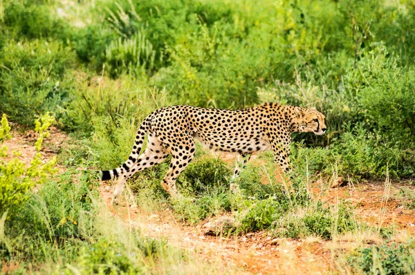 Gepárd Sétál Samburu Park Szavannájában Kenya Központjában — Stock Fotó