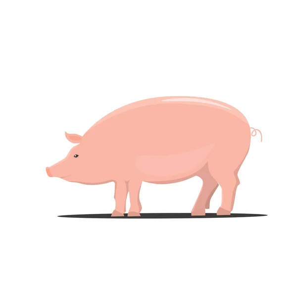 돼지, 흰색 배경에 고립 된 컬러 만화 벡터 일러스트 — 스톡 벡터