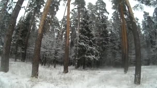 Winterwald im Freien — Stockvideo