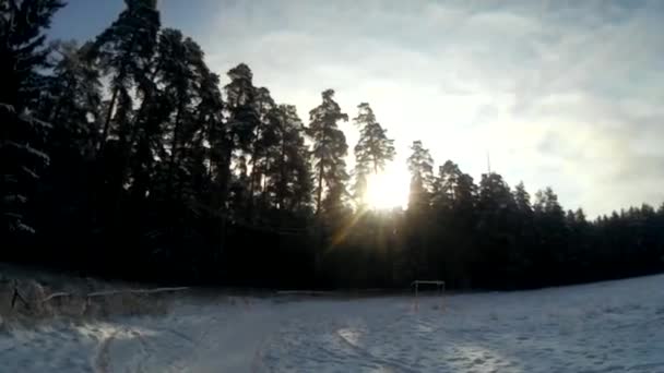 Bosque invierno nieve — Vídeos de Stock