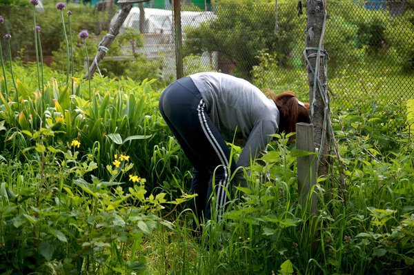 A young girl is engaged in gardening