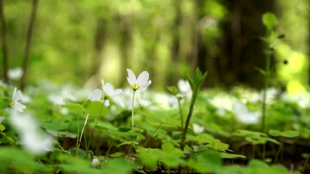 Flores Trébol Bosque Primavera — Vídeos de Stock