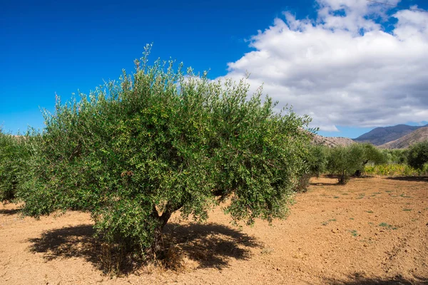 Dağlarda zeytin ağacı