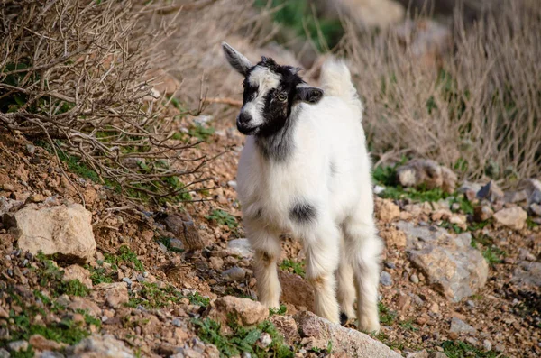 Une Jeune Chèvre Dans Les Montagnes — Photo