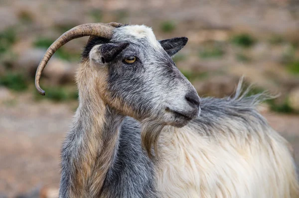 Tarladaki bir keçiyi kapatın.