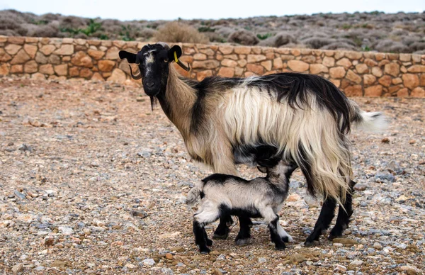 Capra Montagna — Foto Stock