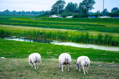 İnekler tarlada otluyor.