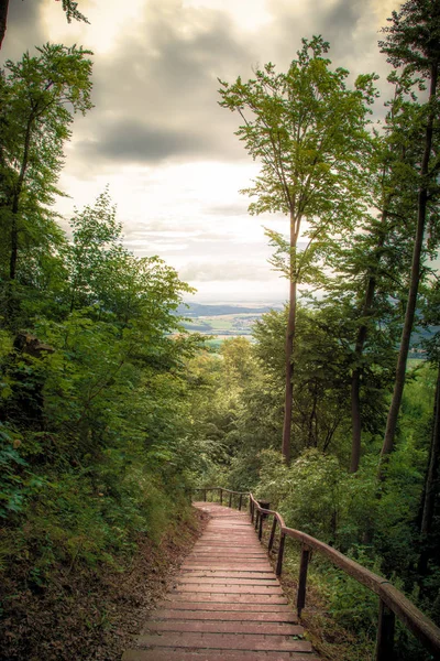 Ormanın güzel manzarası