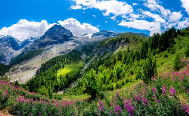 İtalya, Stelvio Ulusal Parkı. Ortler Alpleri 'ndeki Stelvio Geçidi' ne giden ünlü yol. Alp manzarası.