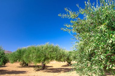Bahçedeki zeytin ağacı