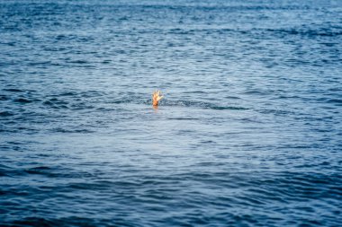 Martı denizde uçuyor.