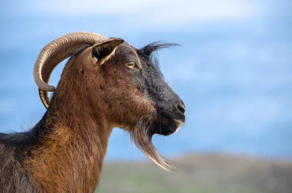 Gros Plan Une Jeune Belle Chèvre — Photo