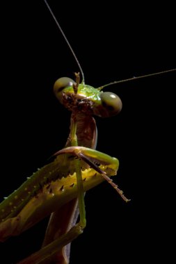 Mantis, makro fotoğrafçılık ortak yeşil mantis ya da siyah arka plan üzerine izole mantis dua