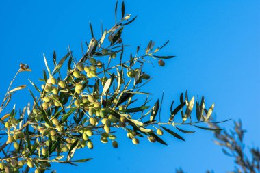 Zeytin dalı yeşil zeytin, Crete, Yunanistan.