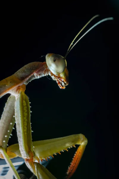 Mantis, macrofotografía mantis verde común o mantis de rezo aislada sobre fondo negro — Foto de Stock