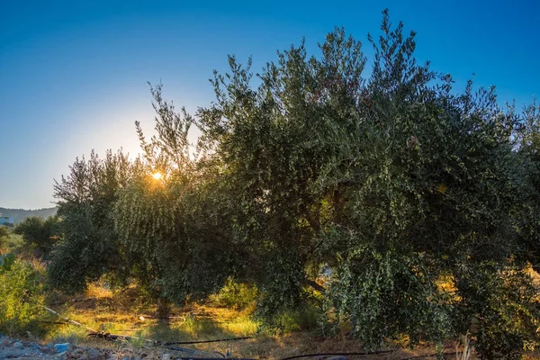 Olivo con muy buena productividad de aceitunas verdes, Creta, Grecia . — Foto de Stock