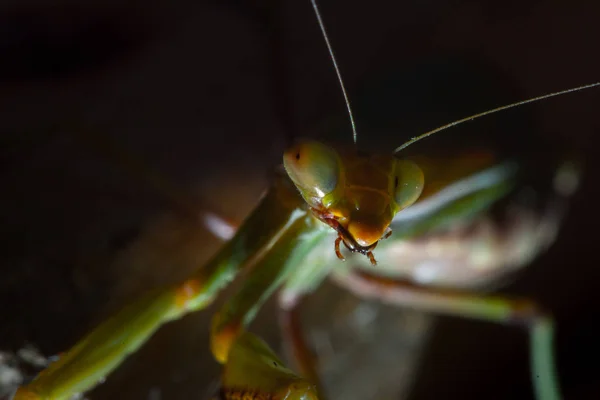 Mantis, macrofotografia mantis verde comum ou mantis rezar isolado em fundo preto — Fotografia de Stock