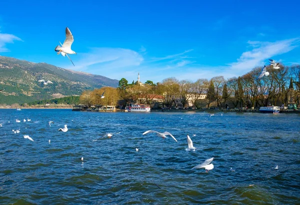 Ioannina city i Grekland. Utsikt över sjön och moskén av Aslan Pasa cami med måsar och svanar. — Stockfoto