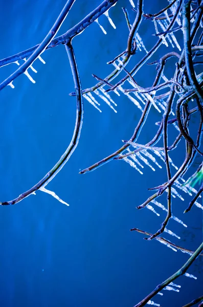 Branches Tree Covered Thick Layer Ice Blue Background Snowfall Ioannina Stock Image