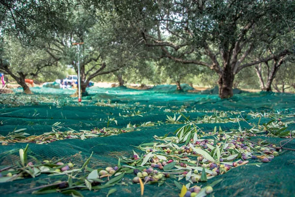 Aceitunas frescas cosechadas en un campo de Creta, Grecia, para la producción de aceite de oliva . — Foto de Stock