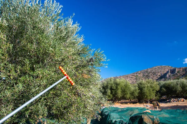 Świeżych Oliwek Zbioru Rolników Polu Drzew Oliwnych Kreta Grecja Dla — Zdjęcie stockowe