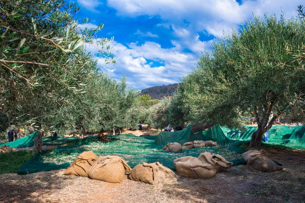 Aceitunas Frescas Recolectadas Agricultores Campo Olivos Creta Grecia Para Producción — Foto de Stock