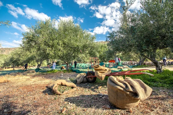 Aceitunas Frescas Recolectadas Agricultores Campo Olivos Creta Grecia Para Producción — Foto de Stock