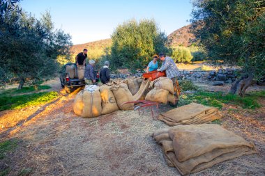 Agriculturists Crete, Yunanistan zeytin ağacı alanında zeytinyağı üretim üzerinde 22 Kasım 2017 için gelen taze zeytin hasat