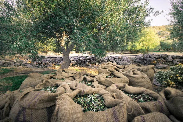 Aceitunas frescas cosechadas en sacos en un campo de Creta, Grecia, para la producción de aceite de oliva . — Foto de Stock